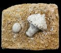 Uperocrinus (Crinoid) & Globoblastus (Blastoid) - Missouri #44119-1